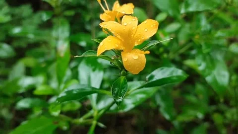 Flower 库存影片 243545780