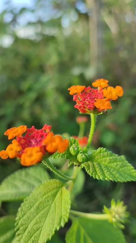 Flower 库存影片 243777996