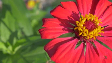 Flower Stock Footage 247040903