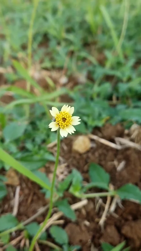 Flower Stock Footage 248533196