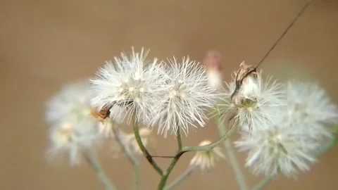 Flower Stock Footage 249441934