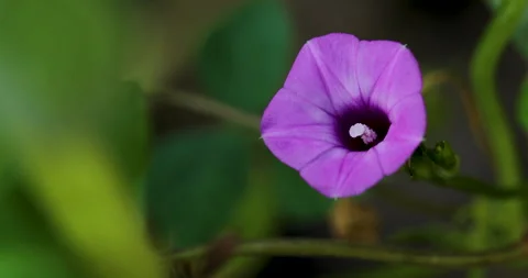 Flower. Video stock 250437460