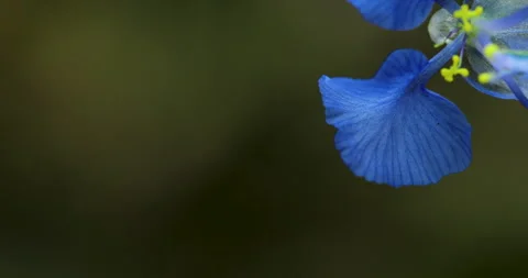 Flower. Video stock 250437564