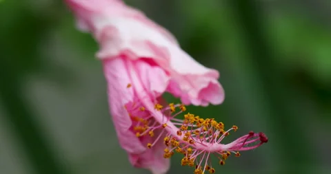 Flower. Stock Footage 250438453