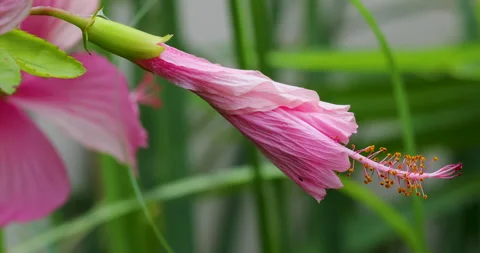 Flower. Stock Footage 250438934