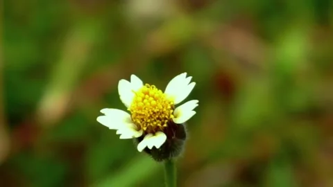 Flower Stock Footage 250504396