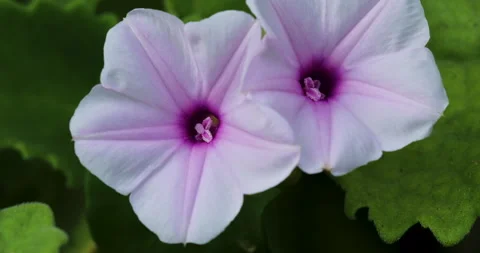 Flower. Stock Footage 250584902