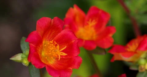 Flower. Stock Footage 255992102