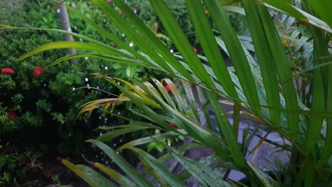 Flower Stock Footage 271725765