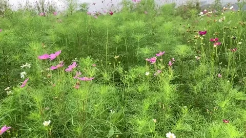 FLOWER Stock Footage 273054442