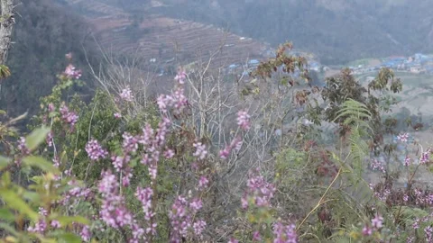 Flower Stockbeeldmateriaal 276816259