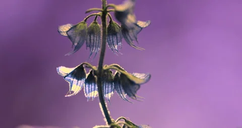 Flower. Stock Footage 277620614