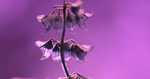 Flower. Stock Footage 277620634