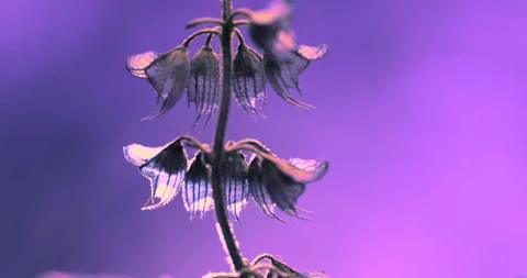 Flower Stock Footage 277620723