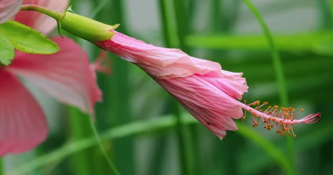 Flower Stock-Footage 277620884