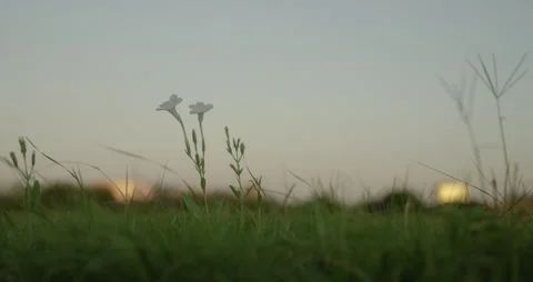Flower Stock Footage 278450398