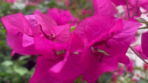 The flower Stock Footage 287783290