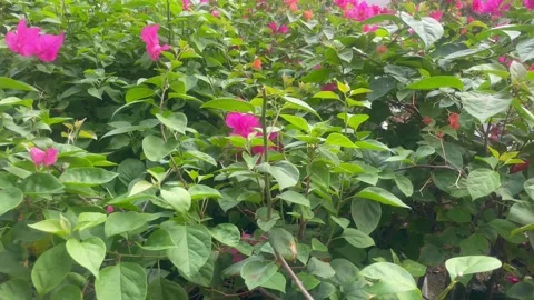 The flower Stock Footage 287783294