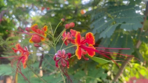 The flower Stock Footage 288524907