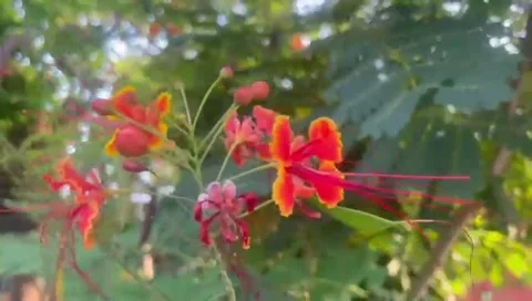 The flower Stock Footage 288914755