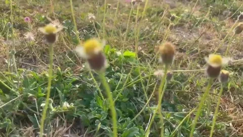 The flower Stock Footage 289486237
