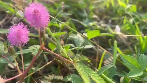 The flower Stock Footage 289486240