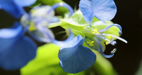 Flower Stock Footage 293127396