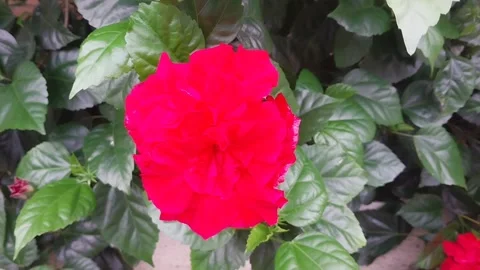 Flower Stock Footage 300519414