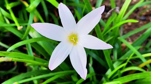 Flower Stock Footage 325880118