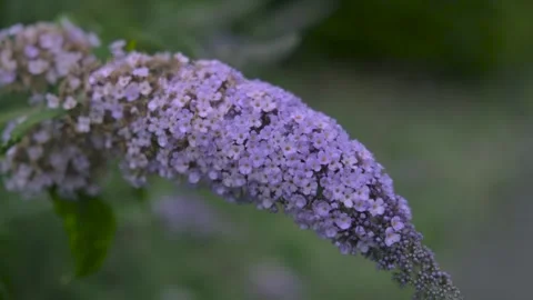 Flower Video stock 326925363