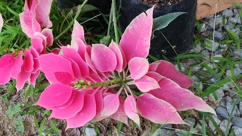 Flower Stock Footage 330395421