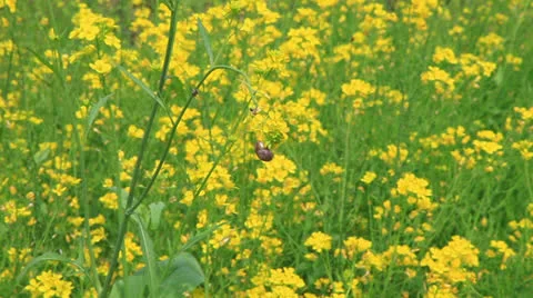 Flower footage Stock Footage 22826741