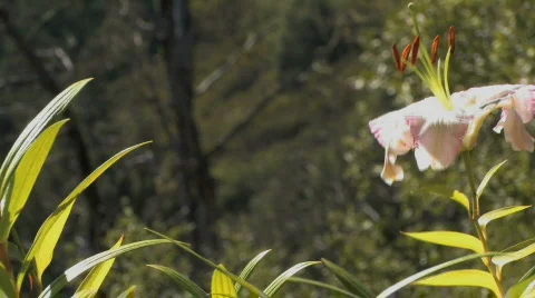 Flower Foreground Video stock 612384