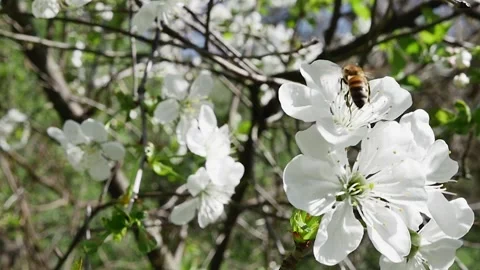 Flower forest. Bee at work in the forest Vídeos de archivo 278717793