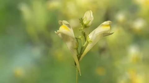 Flower of a forest flower opens in Time Lapse Stock Footage 42723595