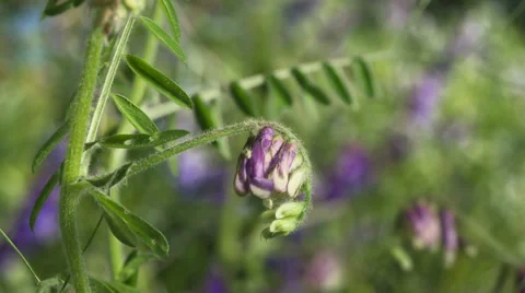Flower of a forest flower opens in Time Lapse Stock Footage 42723906