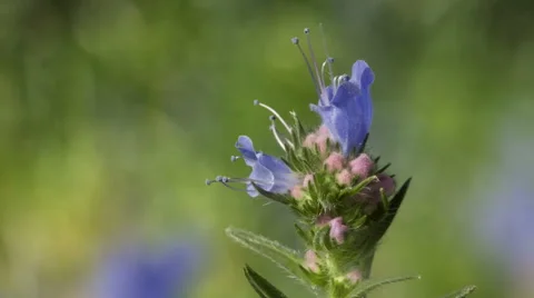 Flower of a forest flower opens in Time Lapse Stock Footage 42723924