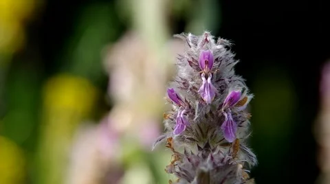 Flower in the forest Stock Footage 40236837