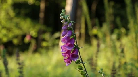 Flower In Forest Stock Footage 77425498
