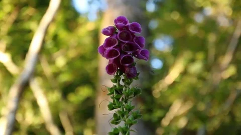 Flower In Forest Stock Footage 77425504