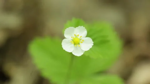 Flower in the forest Video stock 145397509