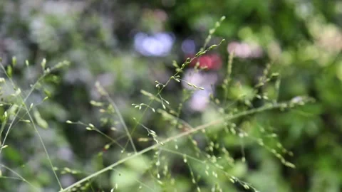 Flower in the forest Stockbeeldmateriaal 240292530