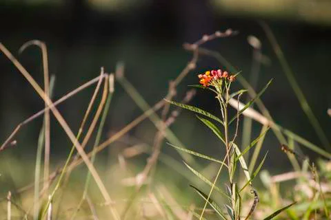 Flower in the forest Stock Photos