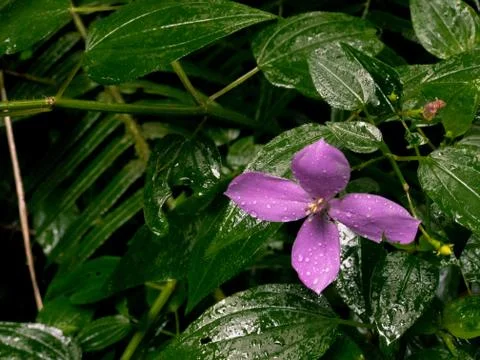 Flower in the Forest Stock Photos