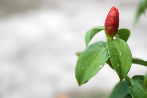 The flower of the forest Stock Photos