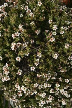 Flower in forest 写真素材