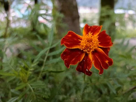 Flower In The Forest Stock Photos