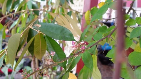 Flower found on the starfruit tree is called Averrhoa carambola Stock Footage 310971985