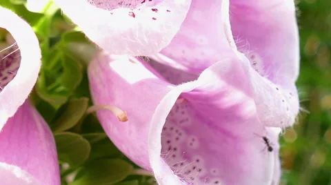The flower of a foxglove Stock Footage 51536555
