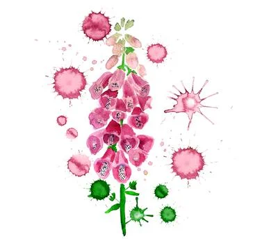 Flower of foxglove Stock Illustration